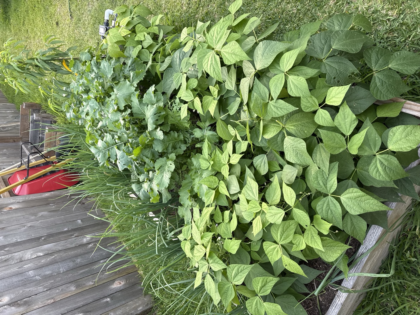 Lush garden bed